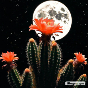 Cactus flower 2.jpg