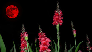 giant-demonic-gladiolus-in-the-garden-of-hell-under-blood-moon.jpg