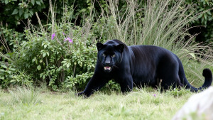 Beast of Bodmin Moor - 1.jpg