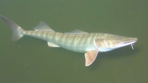 giant-kike-sturgeon-in-lake-erie.jpg