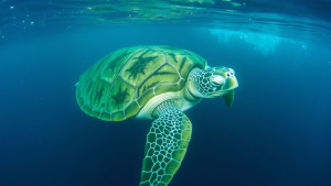 Giant turtle 1.jpg