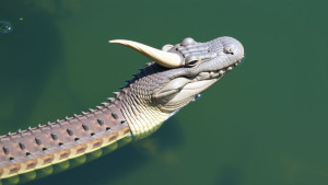 Horned Serpent 1.jpg