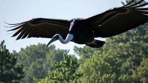 Lawndale bird - 3.jpg