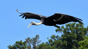 Lawndale bird - 1.jpg