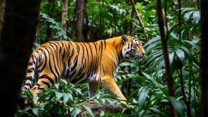 Queensland tiger in Australian rainforest - 1.jpg