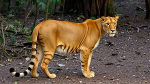 Queensland Tiger- 1.jpg