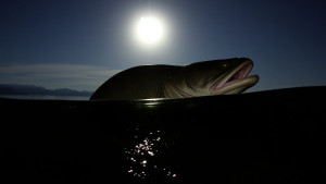 Iliamna Lake Monster Fish.jpg