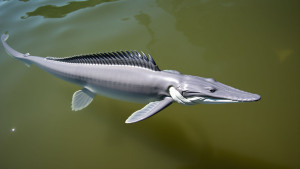 Altamaha-ha.jpg