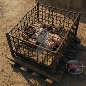 Женщина в клетке -  3.jpg