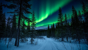Scandinavian forest under Aurora borealis - S1.jpg
