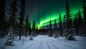 Scandinavian forest under Aurora borealis - S2.jpg