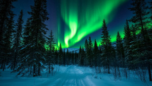 Scandinavian forest under Aurora borealis - S3.jpg