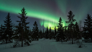Scandinavian forest under Aurora borealis - Z.jpg