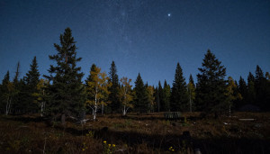 Whispering taiga under starry night - М1.jpg