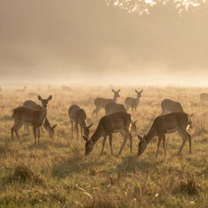 A serene herd of deer grazes peacefully in a meadow blanketed with morning mist.jpg